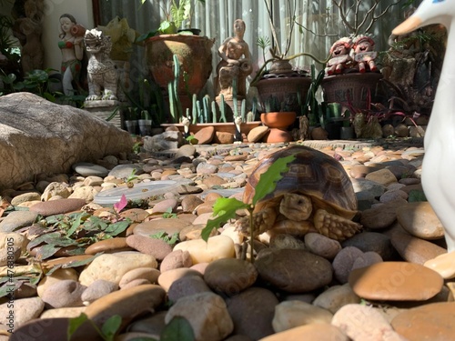 A little sulcata tortoise  with little tree among rocks in the garden, selective focus