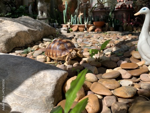 A little sulcata tortoise  with little tree among rocks in the garden, selective focus