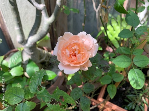 An orange rose in garden, selective focus