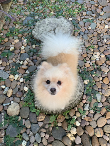 Pomeranian puppy on the grass