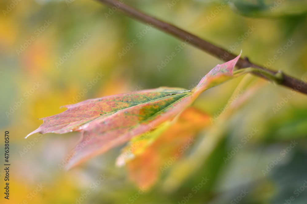 Verfärbtes Blatt im Herbst Verfärbtes Blatt im Herbst