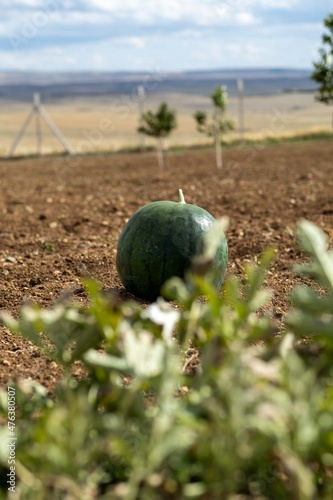 Watermelon in vegetable garden for harvest.
