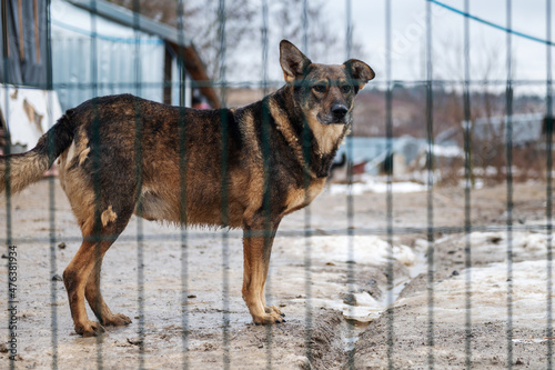 Dog at the shelter. Lonely dog in cage. Homeless dog behind the bars