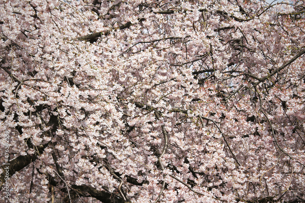 Photo for background material of cherry blossoms in full bloom that fills the screen Photo for background material of cherry blossoms in full bloom that fills the screen