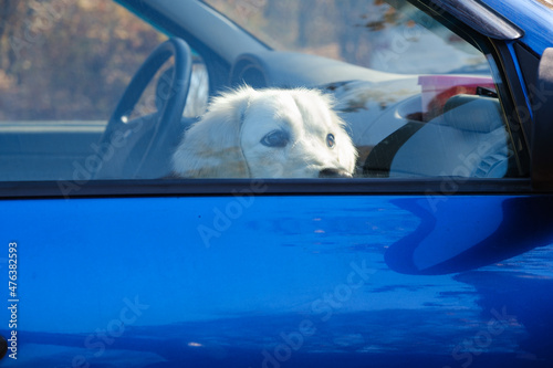 Canvas-taulu Labrador dog sitting locked in the car and looking out the window