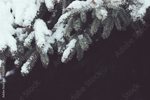 Slika na platnu Beautiful Christmas Background with snow covered gray fir tree brunch close up