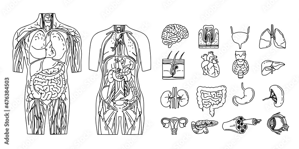 17,916 Human Internal Organs Drawing Images, Stock Photos & Vectors |  Shutterstock