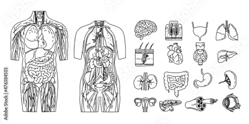 Line sketch of the internal organs. Individual elements of the human body. Drawing 