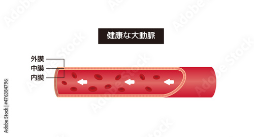 血管・大動脈の断面図イラスト