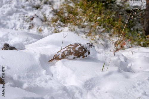 Grey Partridge brown feather foraging in snow pile