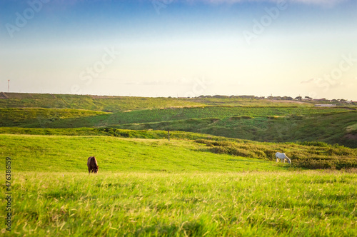 Two horses eating grass together in the field, hill with two horses eating grass, two horses in a meadow