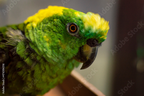 close up of a green feathered parrot, close up of green parrot eye with copy space photo