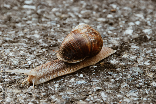 Weinbergschnecke auf asphaltierter Straße.