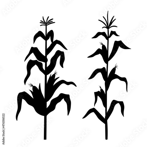 Silhouette of growing corn. Vector black illustration of vegetable harvest isolated on white background. Farm plant sign