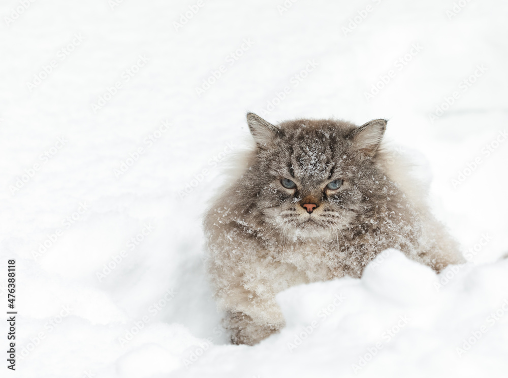 Covered with snow Neva Masquerade Siberian domestic cat sitting in a snowdrift during wintertime Covered with snow Neva Masquerade Siberian domestic cat sitting in a snowdrift during wintertime
