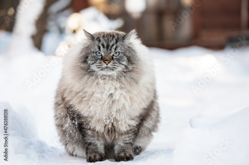 Photography Neva Masquerade Siberian domestic cat sitting in snow during wintertime