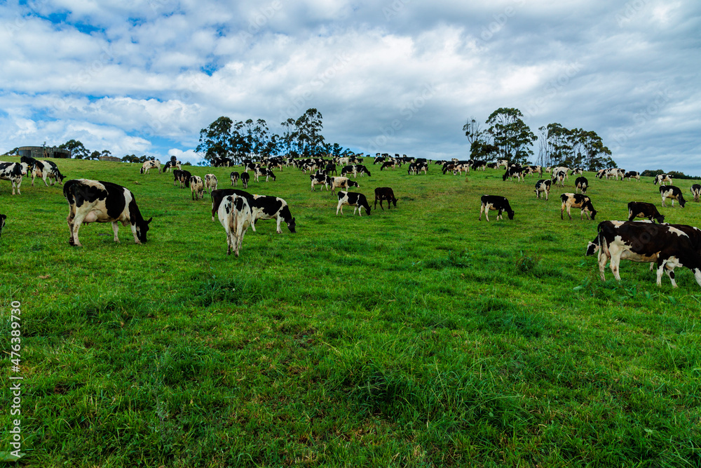 Dairy cow grazing in a meadow of pasture on a farm Dairy cow grazing in a meadow of pasture on a farm