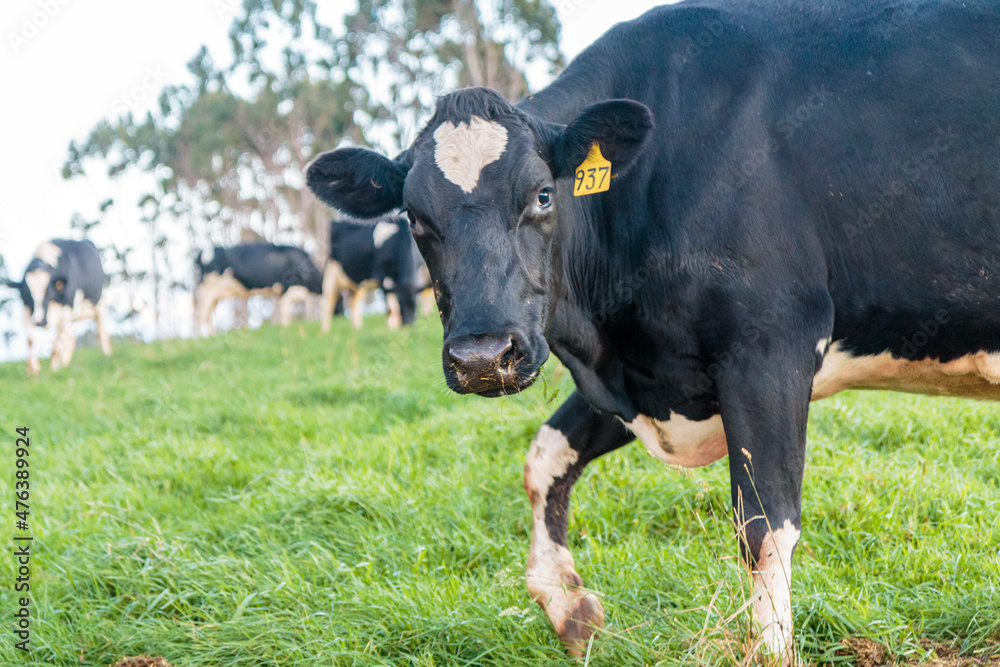 Dairy cow grazing in a meadow of pasture on a farm Dairy cow grazing in a meadow of pasture on a farm