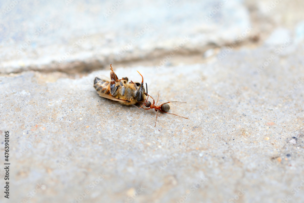 Ants carry dead bees on the ground