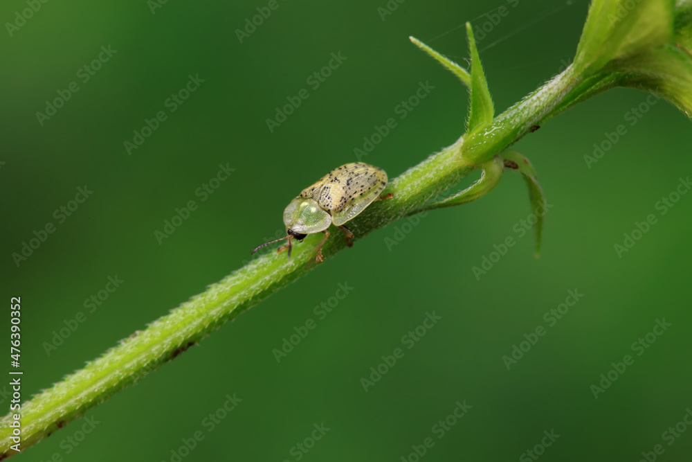 Hispidae family insect crawl on plants, North China Hispidae family insect crawl on plants, North China