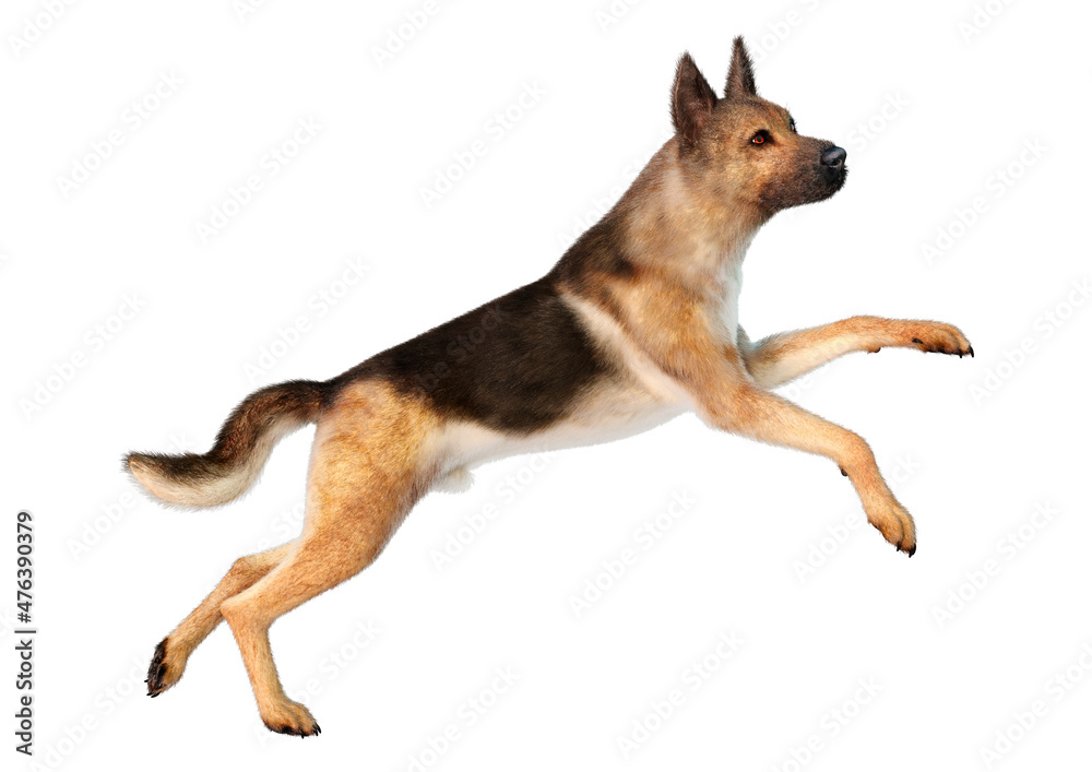 3D Rendering German Shepherd on White 3D Rendering German Shepherd on White
