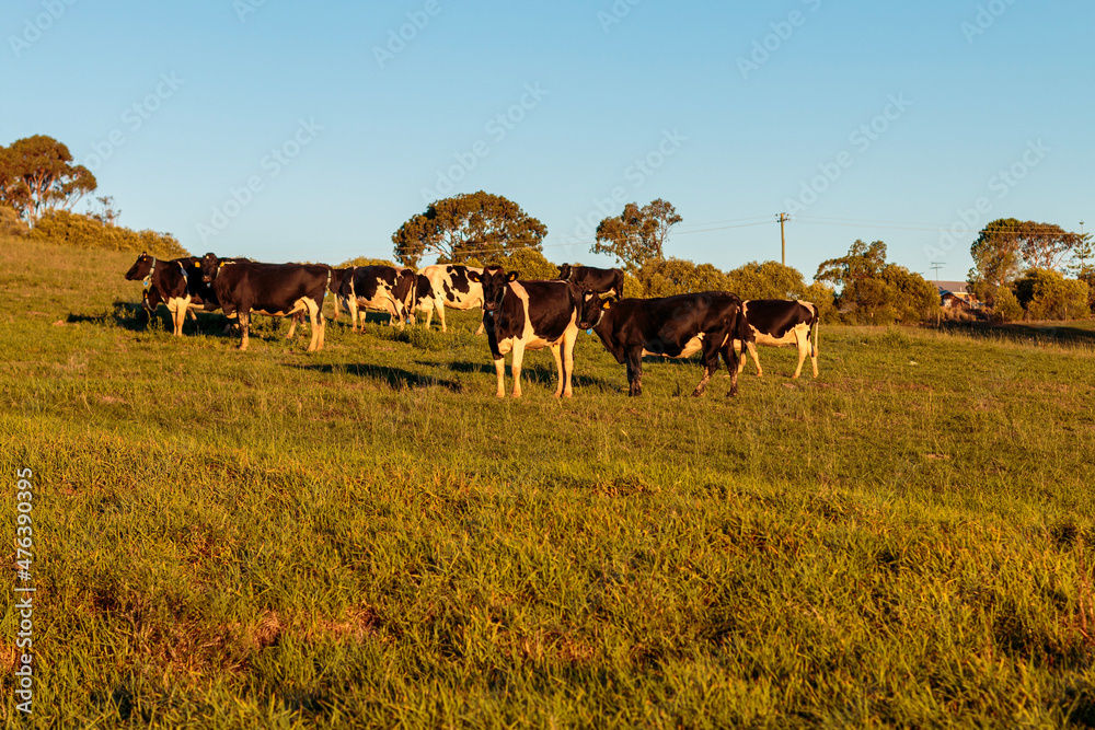 Obraz premium Dairy cow grazing in a meadow of pasture on a farm