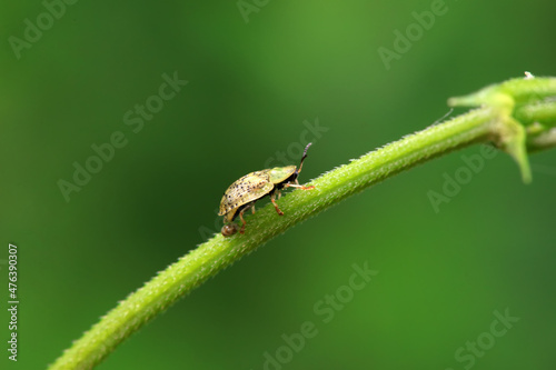 Hispidae family insect crawl on plants, North China © zhang yongxin