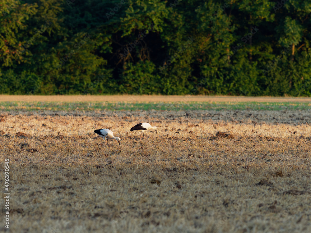 Weissstorch, Storch, Ciconia ciconia, Weissstorch, Storch, Ciconia ciconia,