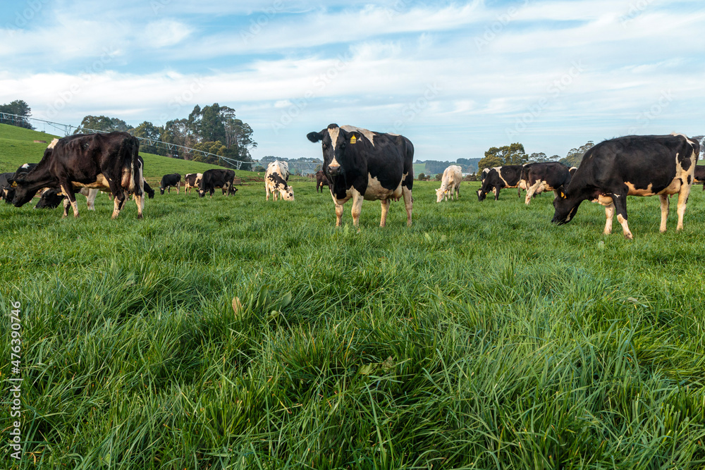 Dairy cow grazing in a meadow of pasture on a farm Dairy cow grazing in a meadow of pasture on a farm