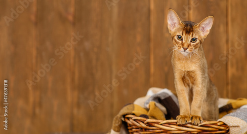 Abyssinian kitten sitting in a wicker basket in a brown plaid on a wooden background . Cozy autumn concept © Ermolaeva Olga