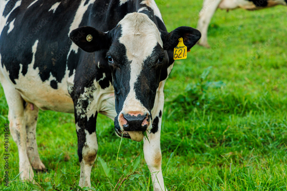 Dairy cow grazing in a meadow of pasture on a farm Dairy cow grazing in a meadow of pasture on a farm