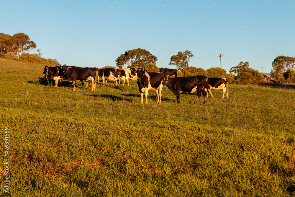 Dairy cow grazing in a meadow of pasture on a farm Dairy cow grazing in a meadow of pasture on a farm