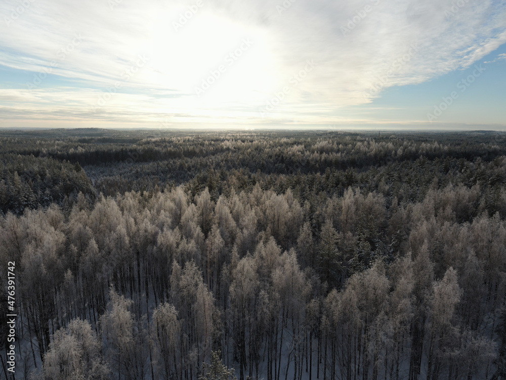 Aerial view of a birch forest in winter covered with frost