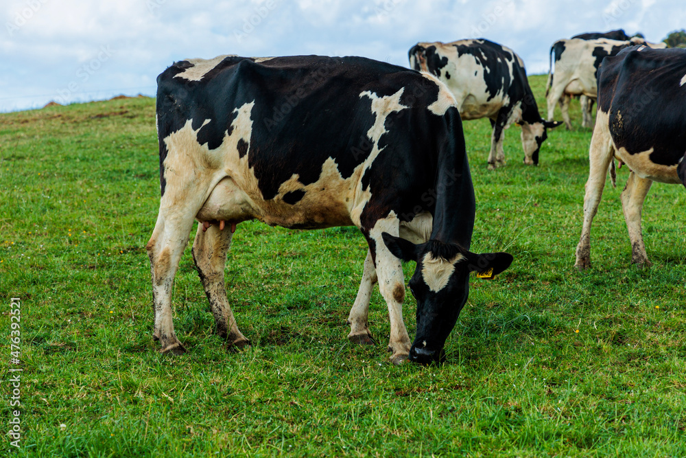 Dairy cow grazing in a meadow of pasture on a farm