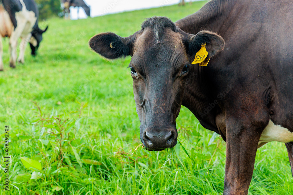Dairy cow grazing in a meadow of pasture on a farm Dairy cow grazing in a meadow of pasture on a farm