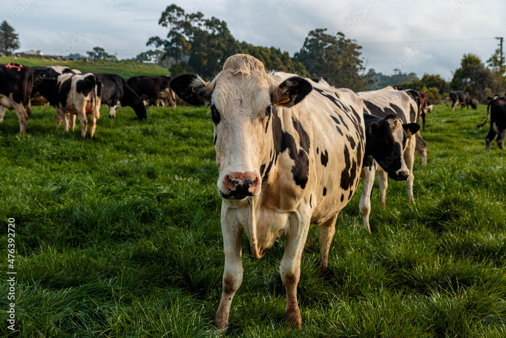 Dairy cow grazing in a meadow of pasture on a farm Dairy cow grazing in a meadow of pasture on a farm