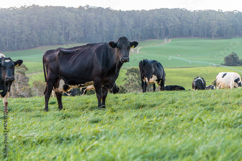 Dairy cow grazing in a meadow of pasture on a farm