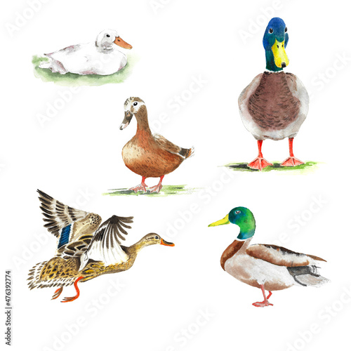 Fotografia Wild ducks in different poses