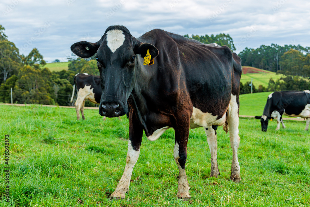 Dairy cow grazing in a meadow of pasture on a farm Dairy cow grazing in a meadow of pasture on a farm