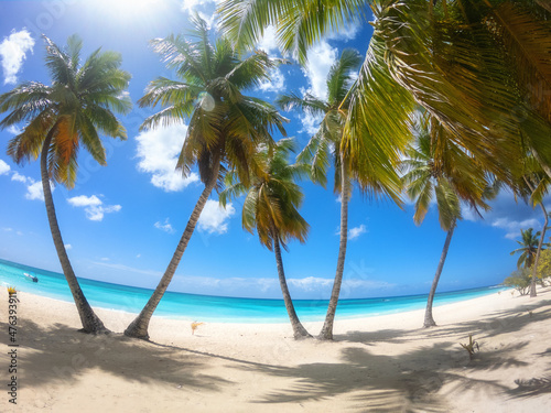 Amazing tropical paradise beach with white sand  coconut palms  sea and blue sky  outdoor travel background  summer holiday concept  natural wallpaper. Caribbean  Saona island  Dominican Republic