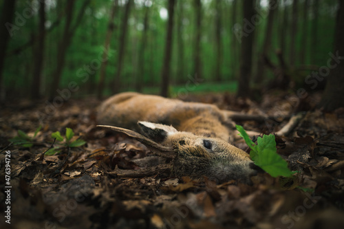 Caught a roebuck in the wood. Hunting trophy. 