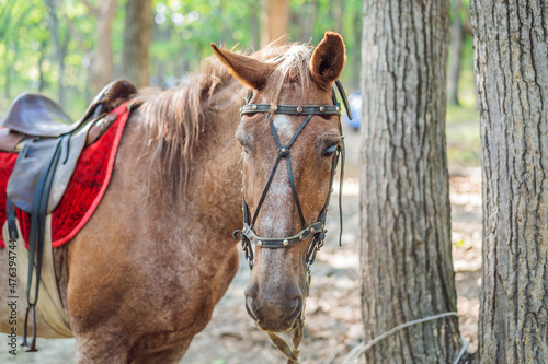 Horse's white eye. A horse is tied to a tree in the forest