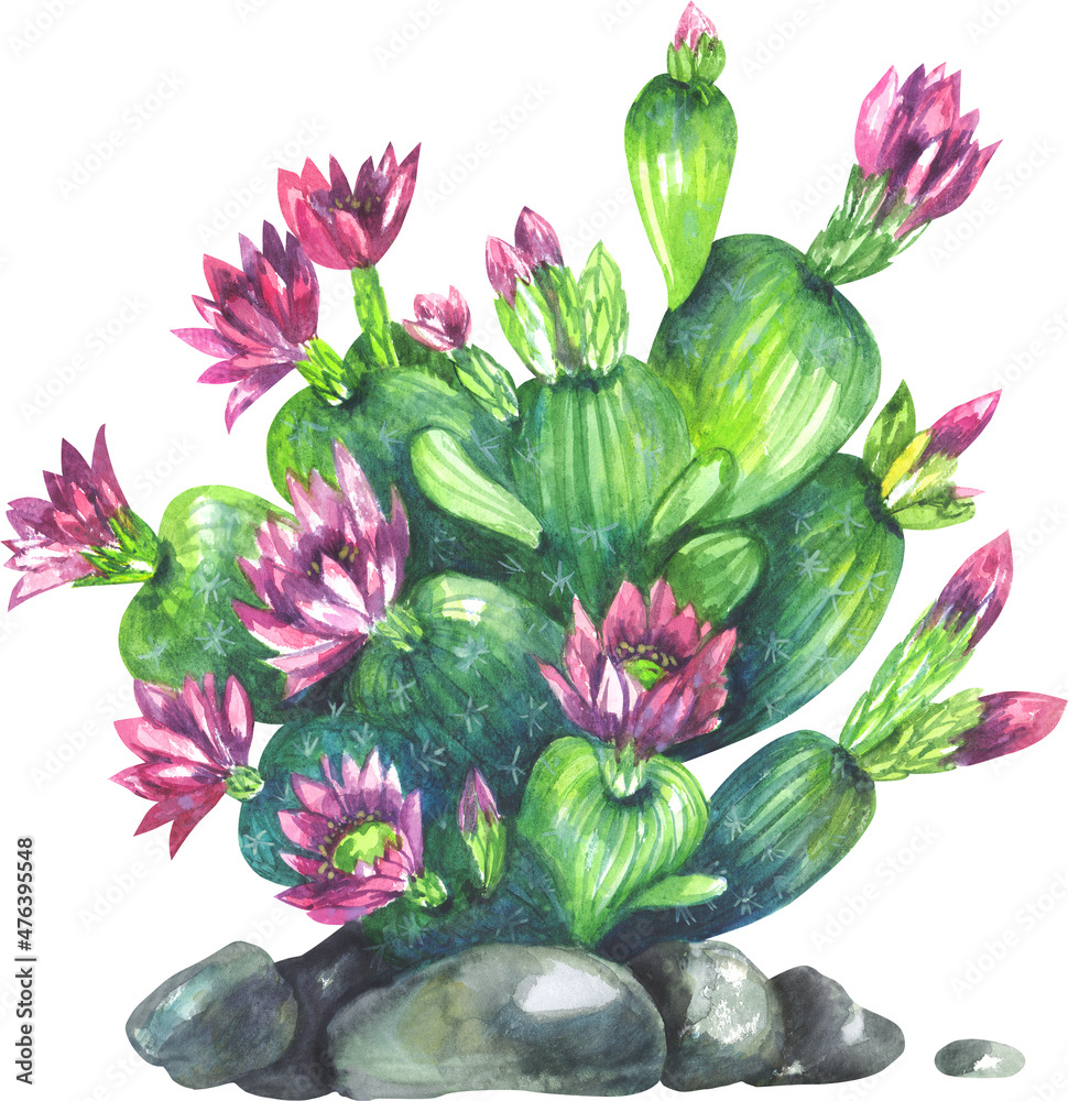 Blooming pink cactus flower