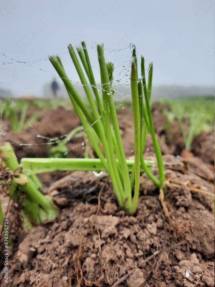 Obraz premium onion in the ground