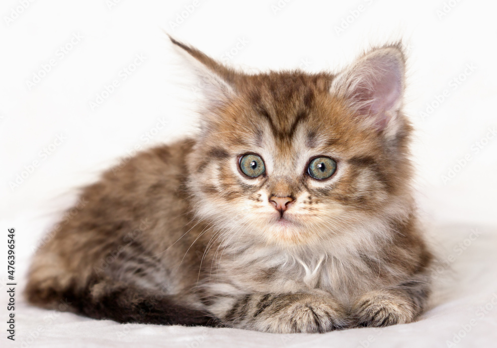 Cute little brown tabby kitten lying and looking at camera