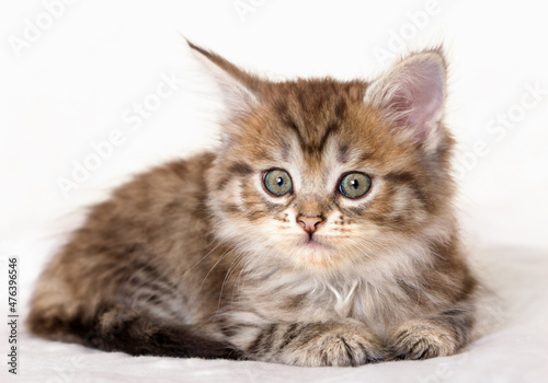 Cute little brown tabby kitten lying and looking at camera
