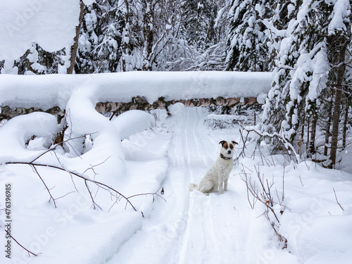 A dog in the winter forest. Ski trail.