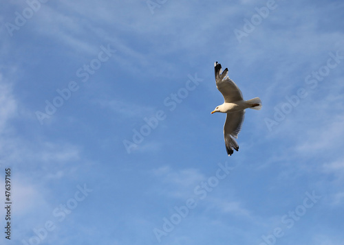 seagull with wide wingspan flies up freely in the blue sky in summer