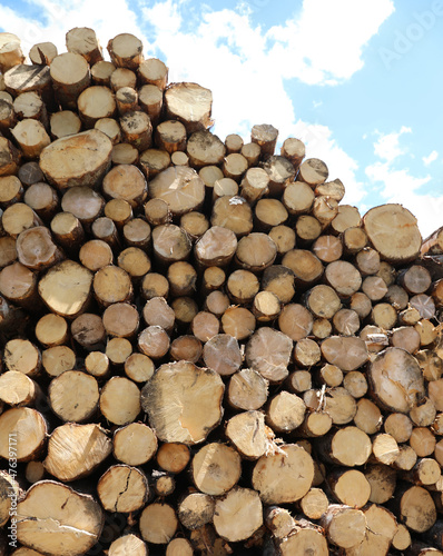 logs and stacked in the industrial sawmill for the production of lumber