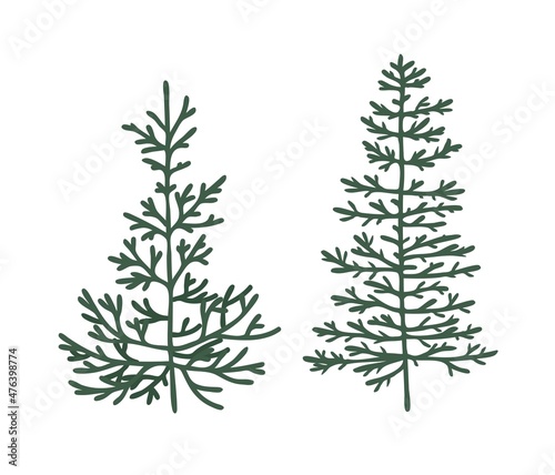 Coniferous branch. Cedar, pine, spruce. Silhouette of a Christmas tree for decoration. Isolated vector element.